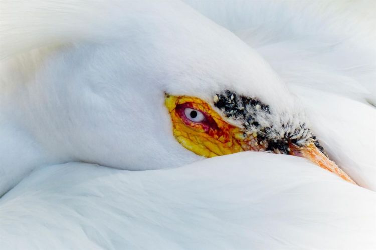 AllenLe-See-Birds-236_Photo_10x15