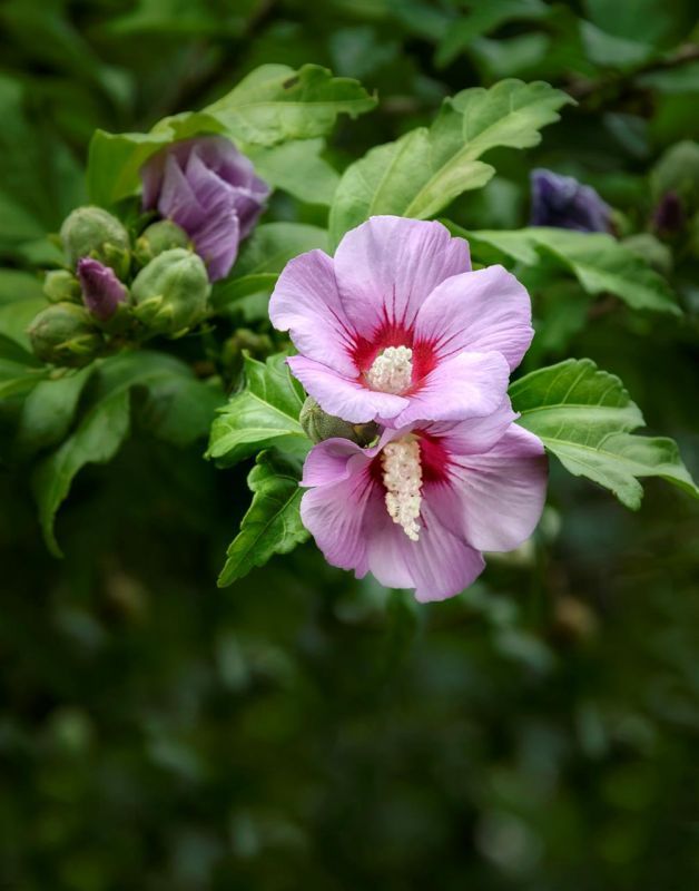 BorrelliPa-Garden-Jewels_Photo_16x20
