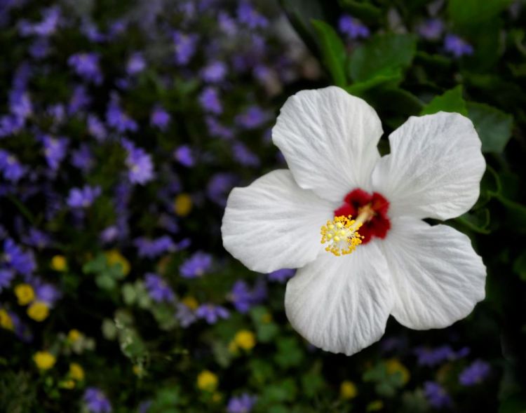 BorrelliPa-White-Hibiscus_Photo_16x20