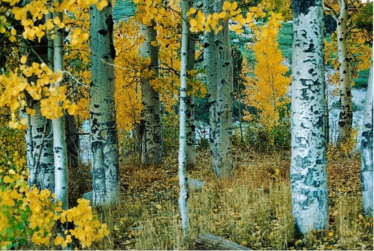 McguirePa-Aspens-Mt-Rose-NV_PhotoArt_12x14