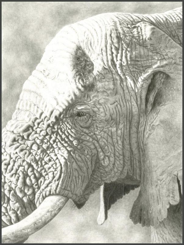ArthurJennifer-60YearOld-Bull-Elephant_pencil21x17