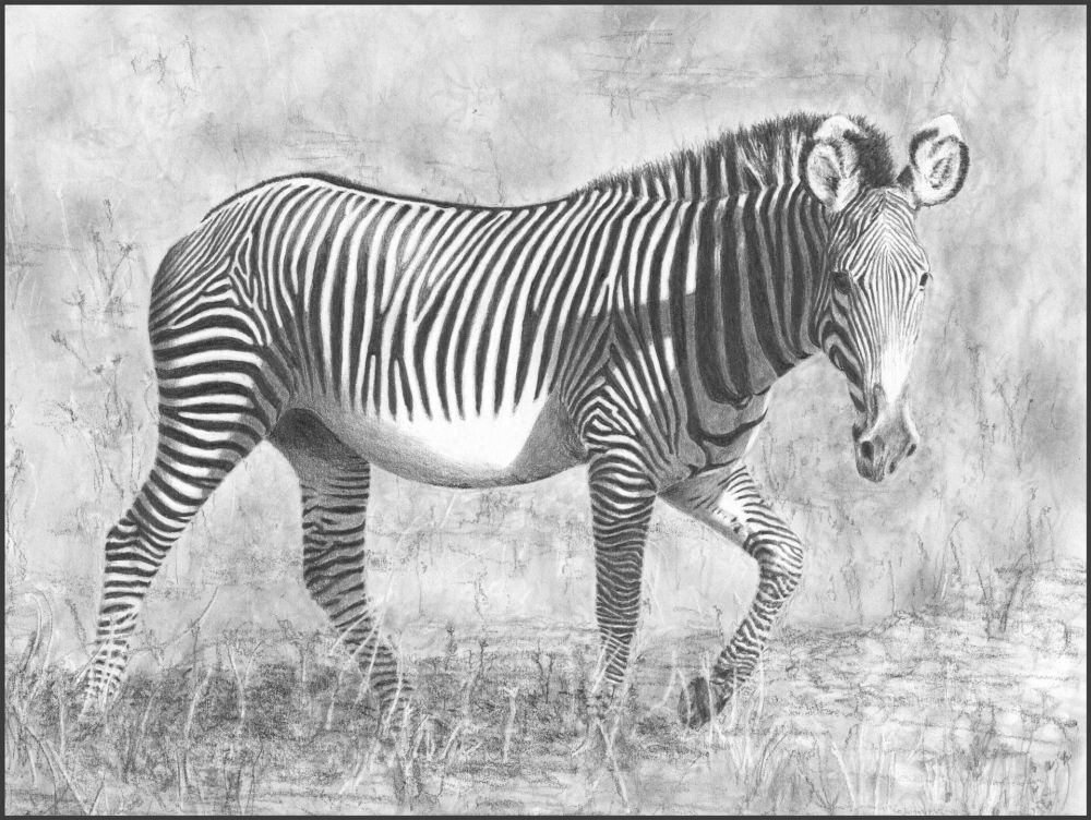 ArthurJennifer-Grevys-Zebra_pencil17.5x25.5