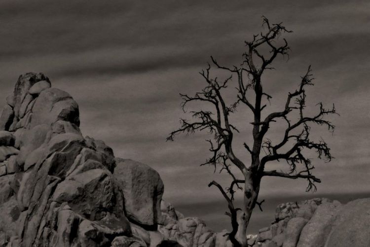 EverittAn-Joshua-Tree_pho21x27