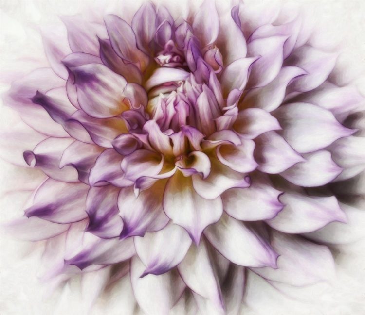 BorrelliPa_Dahlia_Photo_20x16