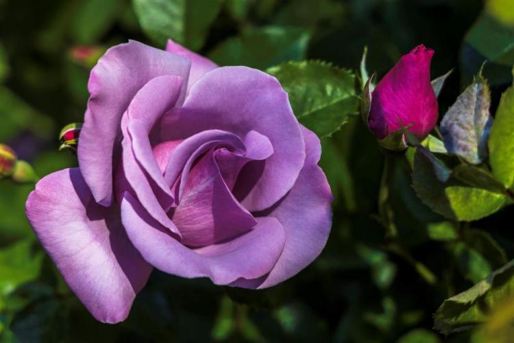 LocherDo-Silver-Heart-Rose_1