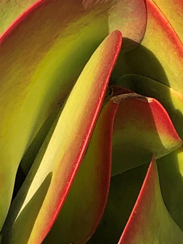 BarnettJu-Abstract-Succulent-230930162414_1