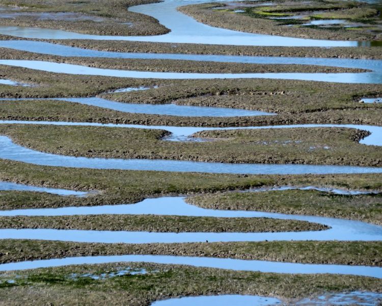 NusseyBr-Estuary-Abstract_1