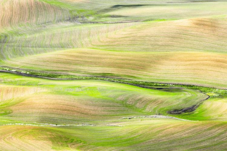 GardnerDa-Palouse-Wheatfield-WA-Study-72-2022-230105122741_1