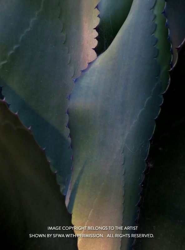 EverittAn_Succulent_Photo_21x27