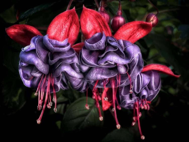 BorrelliPa-Dancing-Fuchsias-251206140144_1