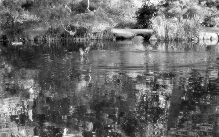 PittPa-Stow-Lake-Afternoon-251205190833_1