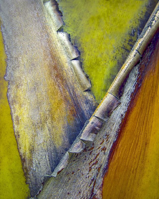 SobolHe-The-Beauty-of-Bark-Series-1-251206141758_1