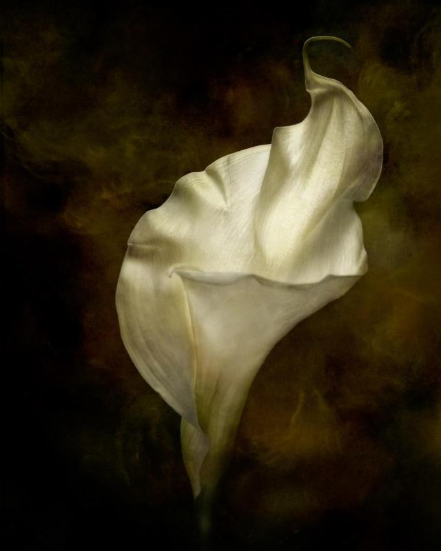 BorrelliPa-Calla_Photo_20x16