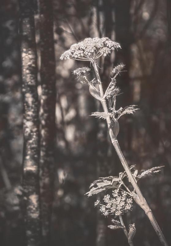 KaneSt-Cow-Parsnip-in-Grove-of-Quaking-Aspen_Photo_17x13