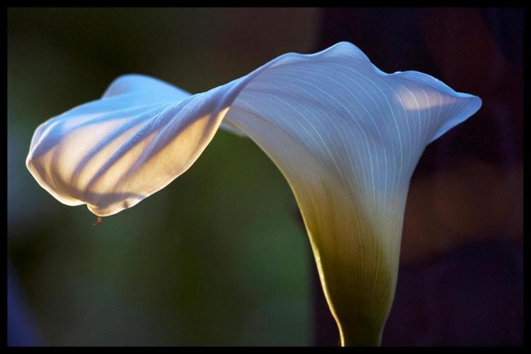 LandisBa-Calla-finger-shadows_Photo_12x18